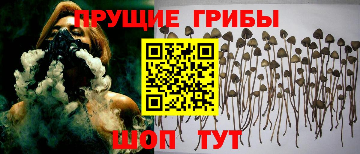 Галлюциногенные грибы Psilocybe Тимашёвск
